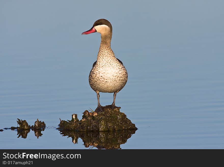 Red-billed Teal in shallow water