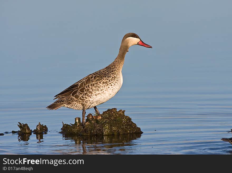 Red-billed Teal in shallow water