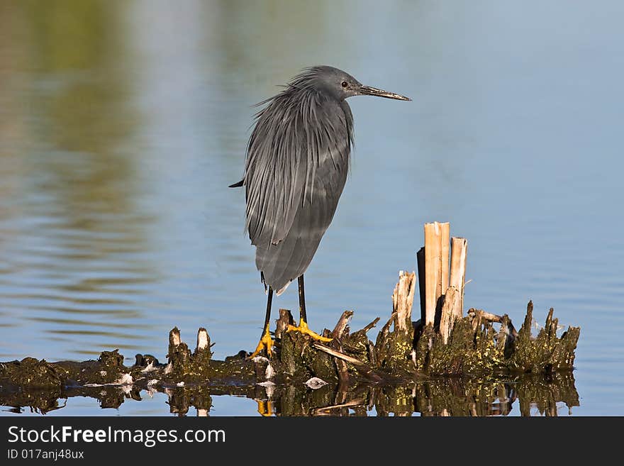 Black Heron standing in shallow water