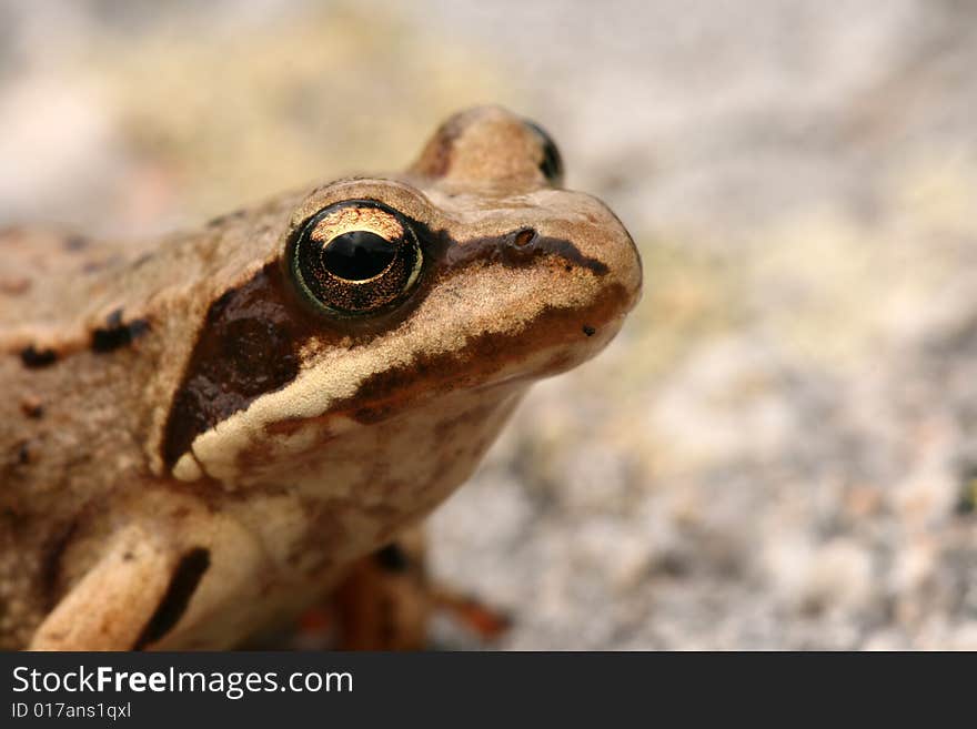 Closeup of brown frog Rana temporaria