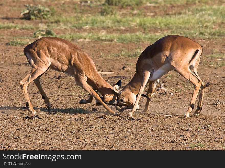 Impala rams fighting in the dusty savanna