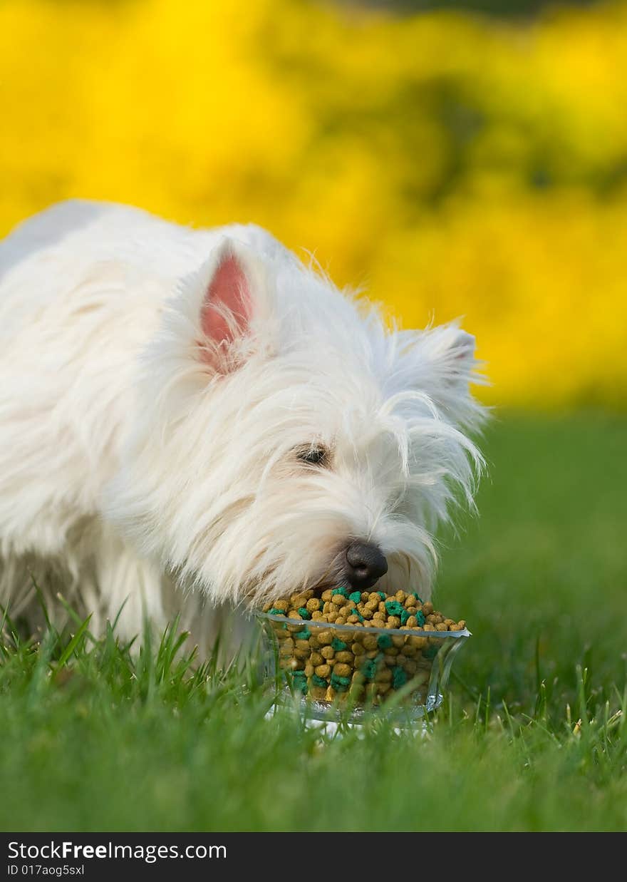 West Highland White Terrier