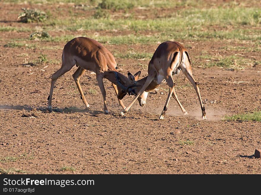 Impala rams fighting in the dusty savanna