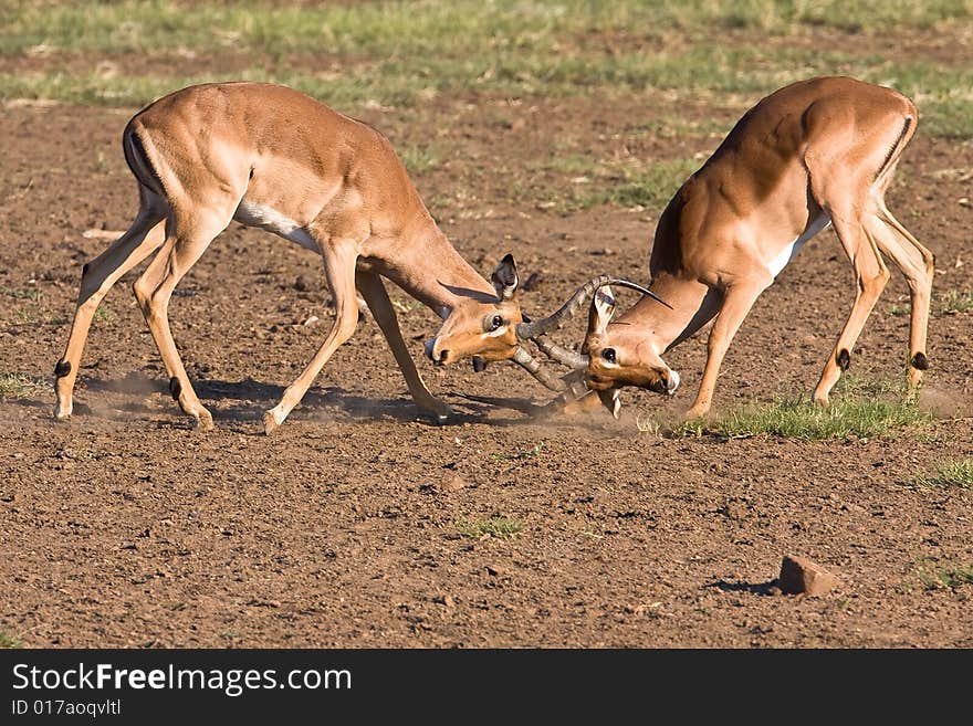 Impala rams fighting in the dusty savanna