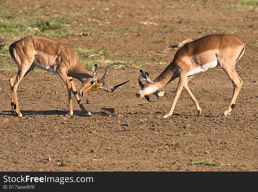 Impala rams fighting in the dusty savanna