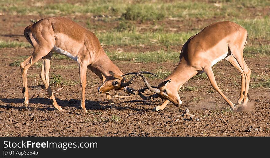 Impala rams fighting