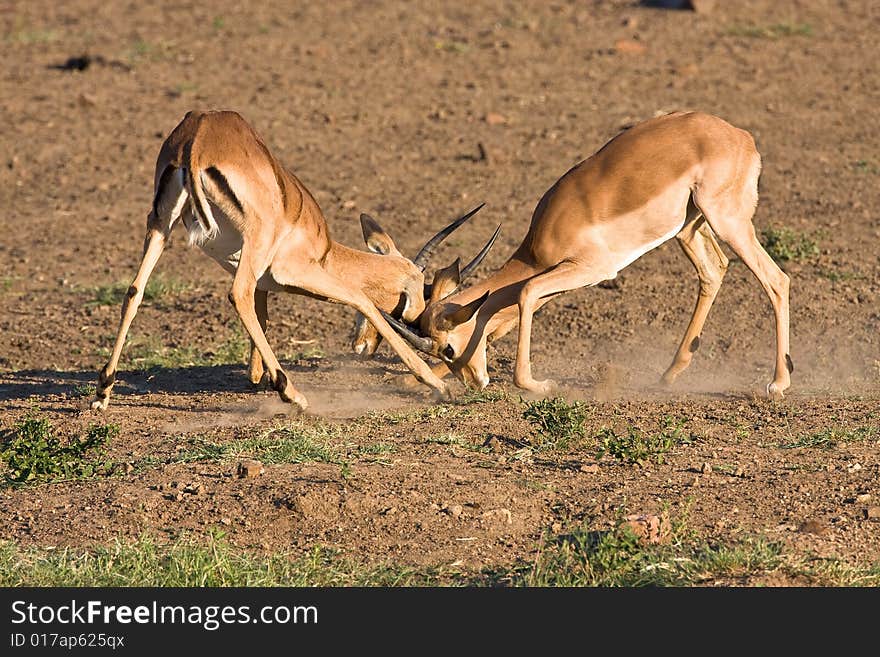 Impala rams fighting in the dusty savanna