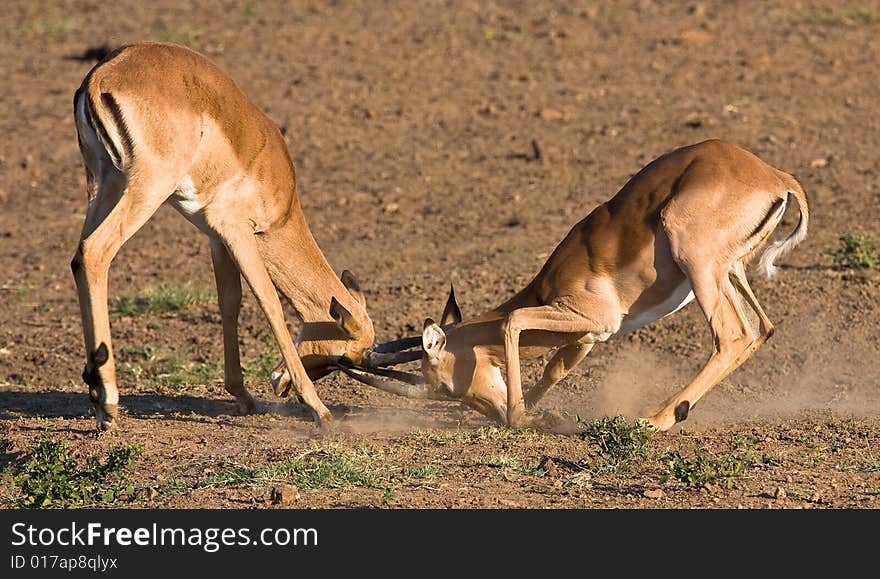 Impala rams fighting in the dusty savanna