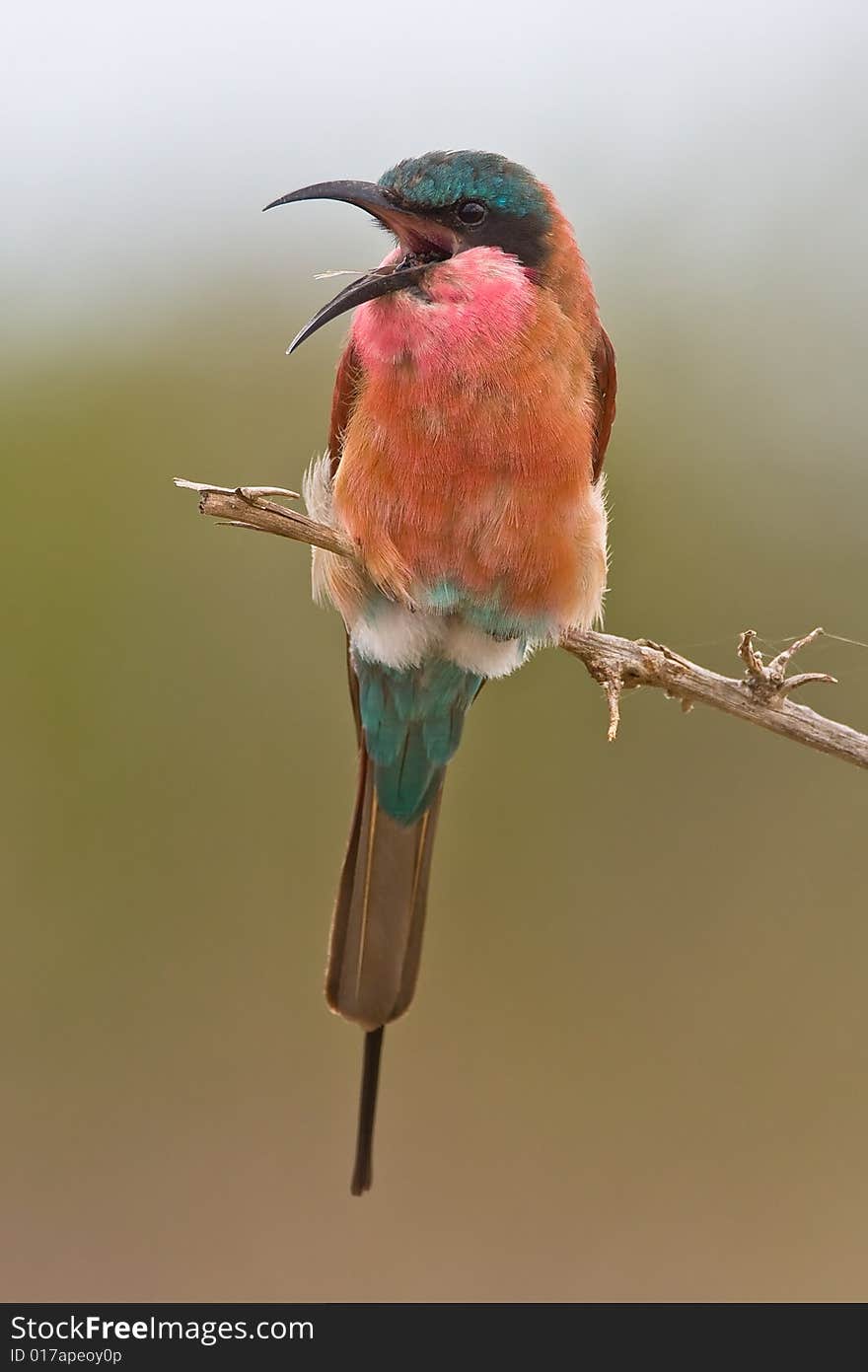 Southern Carmine Bee-eater in song on twig with green out of focus background