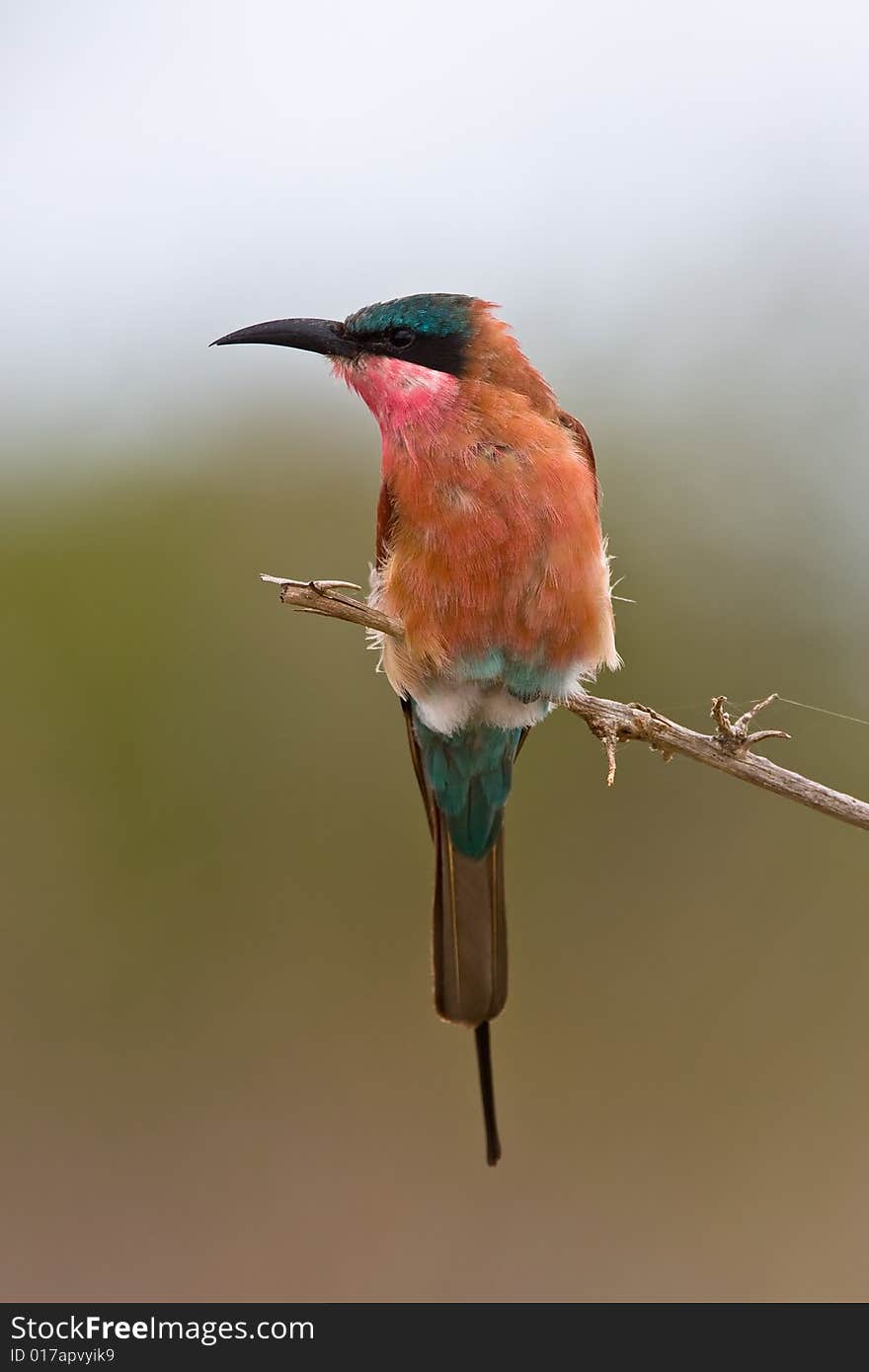 Southern Carmine Bee-eater in song on twig with green out of focus background