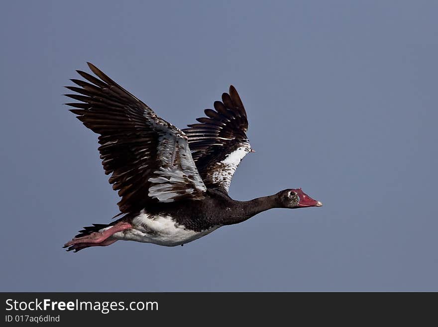 Spur-winged Goose in flight