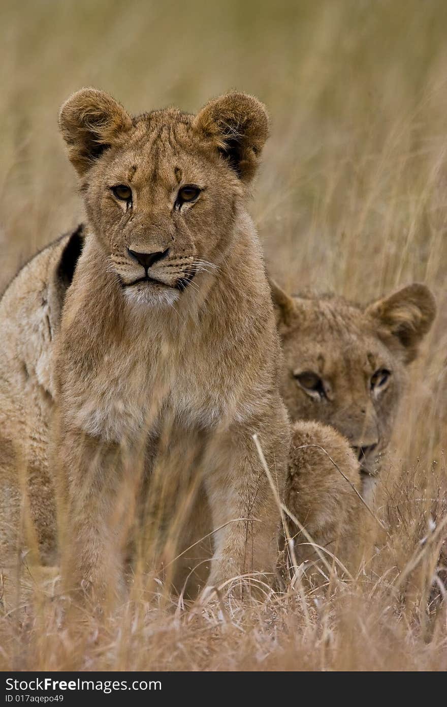 Family of African Lions looking very alert