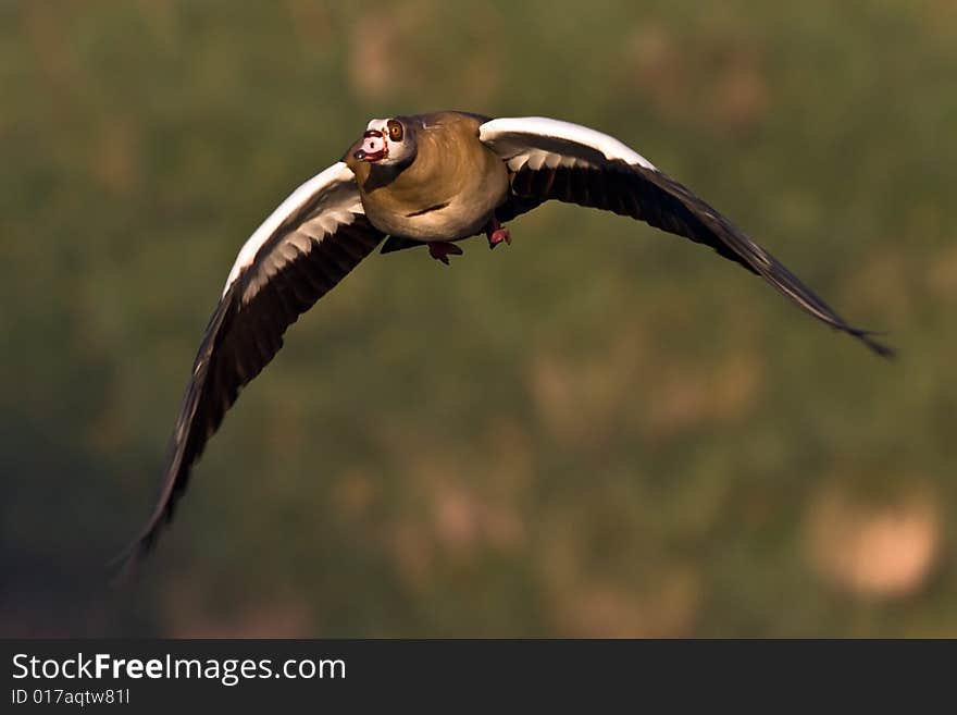 Egyptian Goose in flight