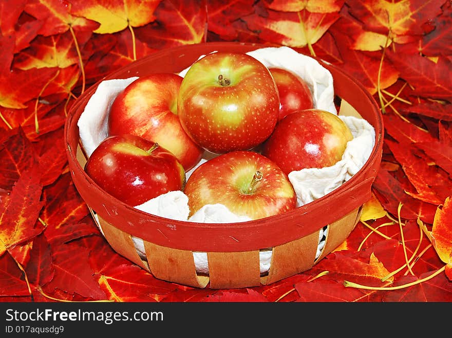 McIntosh apples on a bed of Canadian Red Maple Tree leaves. McIntosh apples on a bed of Canadian Red Maple Tree leaves