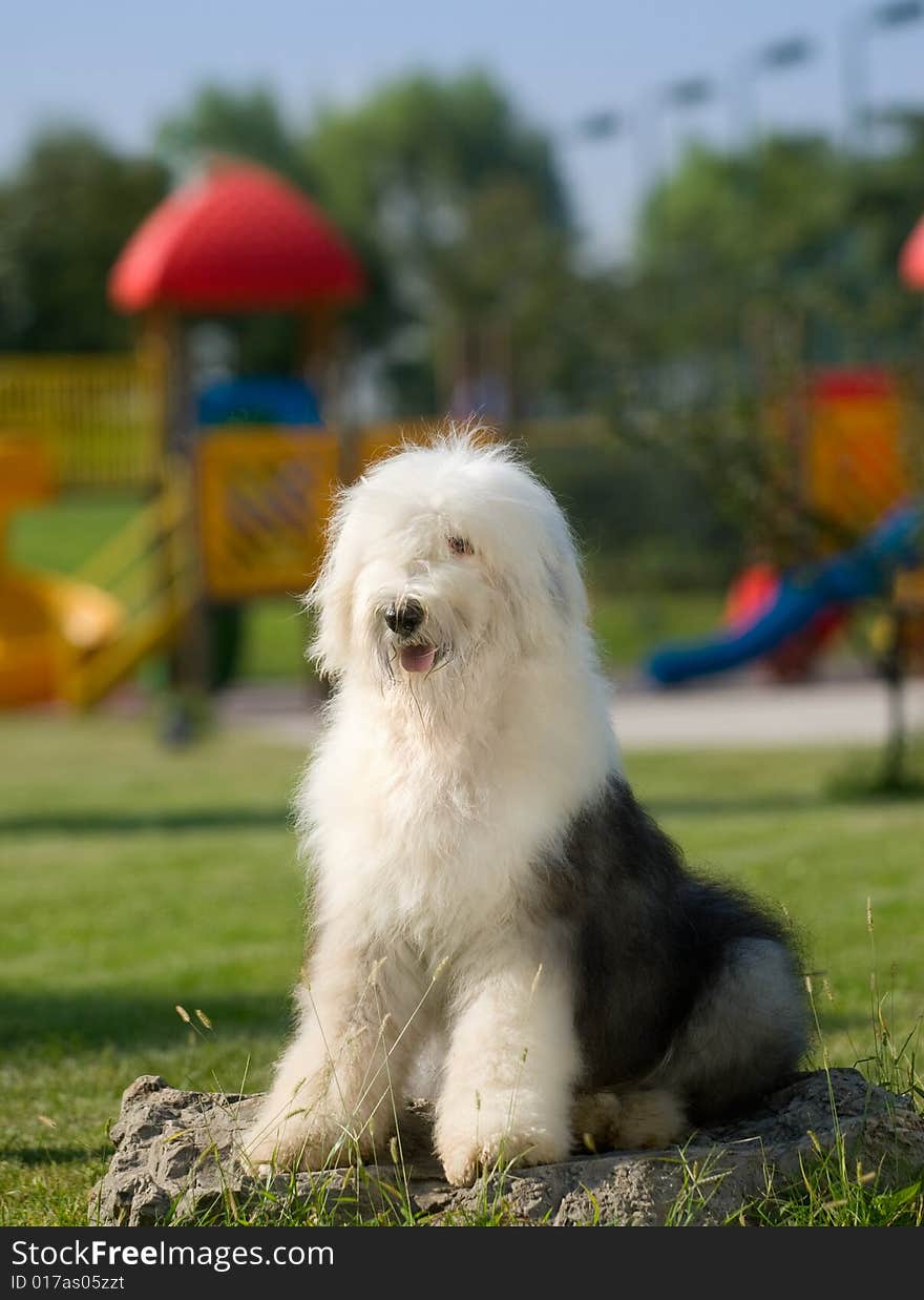 Old English Sheepdog the riverside greenery work dog vigorous and healthy white gray tailless sits lovably lies the amusement park slide summer