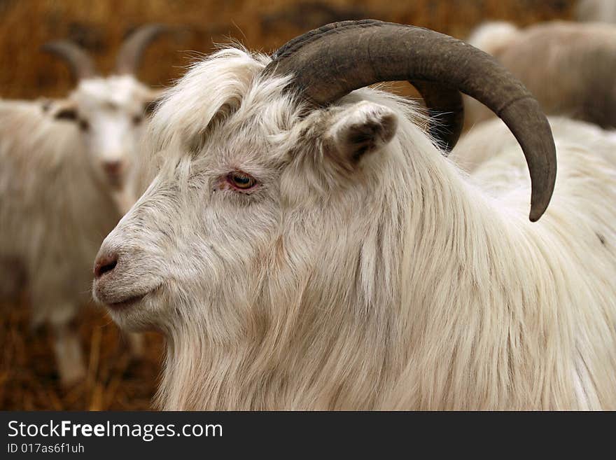 Buck with white coat in a most beatiful village in Xinjiang, China.