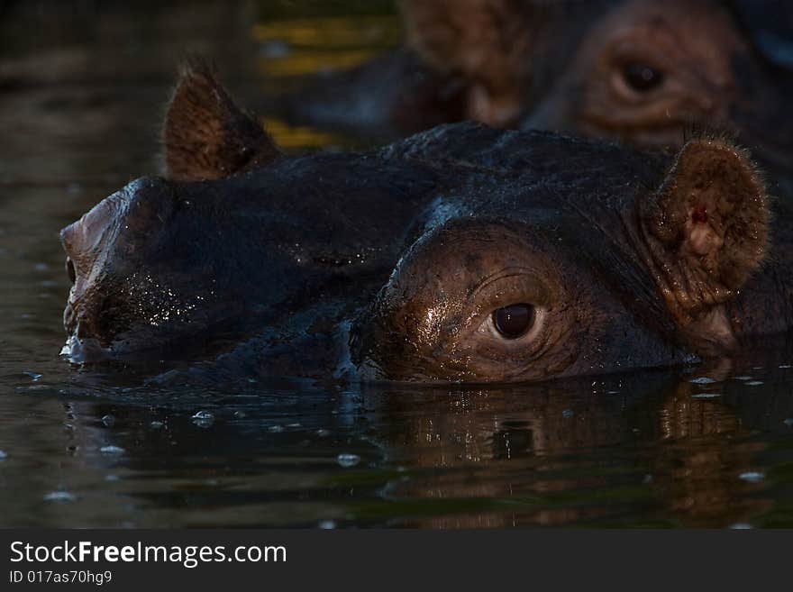 Hippo at watch in water closeup. Hippo at watch in water closeup