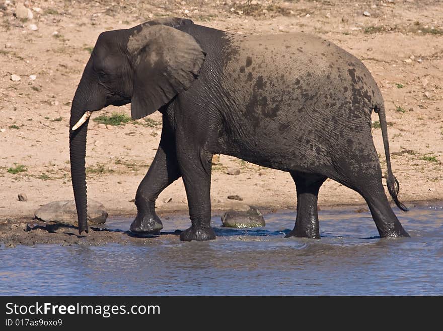 African Elephant drinking water in the Mpondo dam