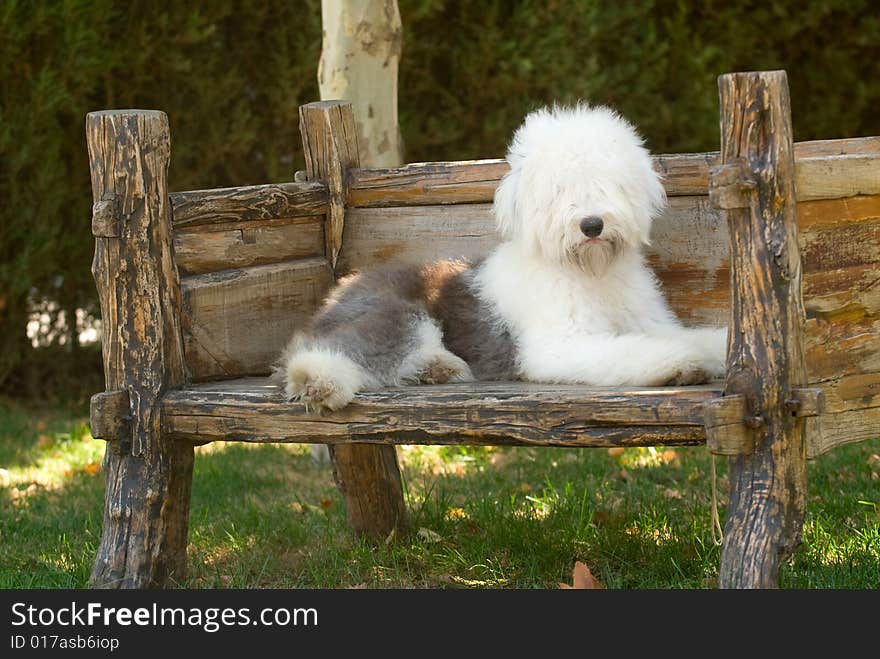 Old English Sheepdog the riverside greenery work dog vigorous and healthy white gray tailless lovable summer chair is lying prone the park wood