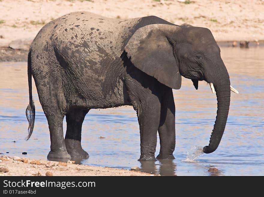 African Elephant drinking water in the Mpondo dam