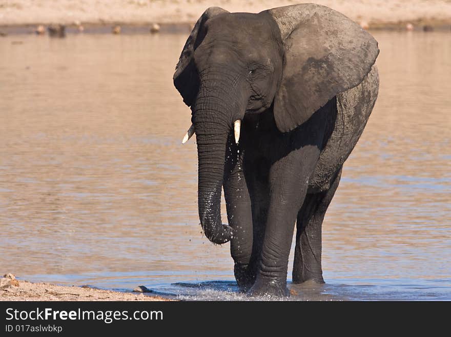 African Elephant drinking water in the Mpondo dam