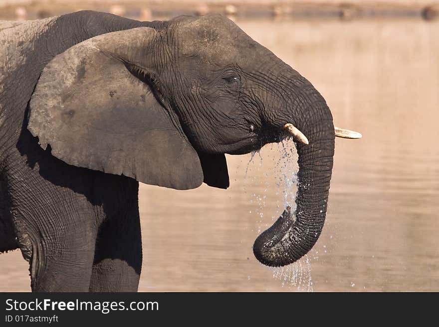 African Elephant drinking water in the Mpondo dam