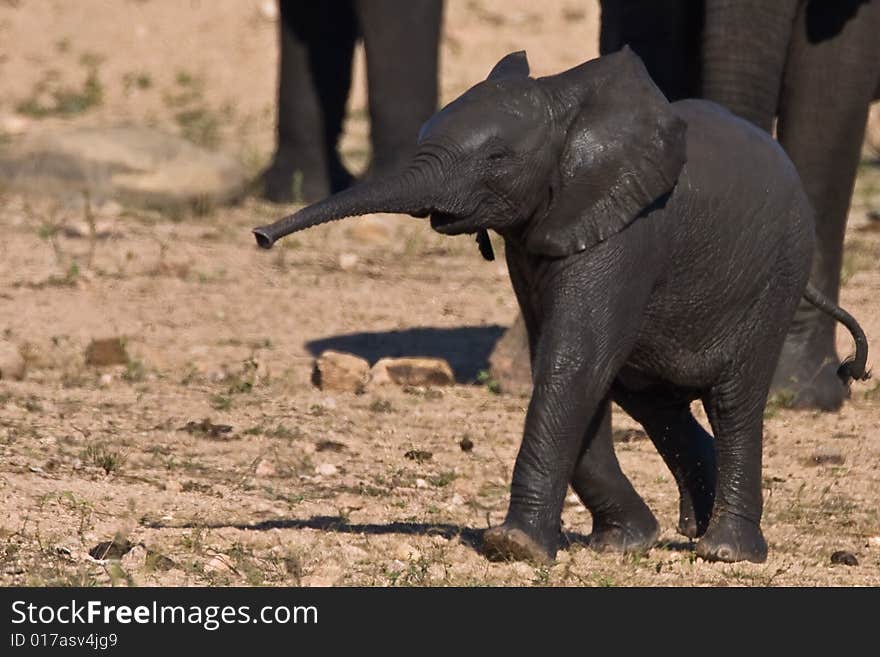 African Elephant drinking water in the Mpondo dam