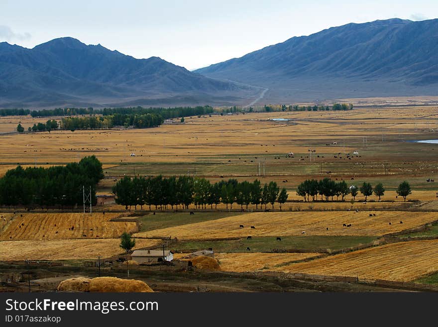 The alpine farm land on the way from Keketuohai to city.
Xinjiang, China. The alpine farm land on the way from Keketuohai to city.
Xinjiang, China.