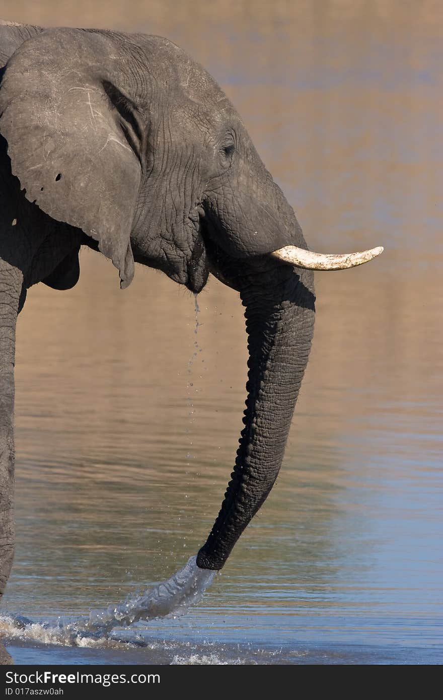 African Elephant drinking water in the Mpondo dam