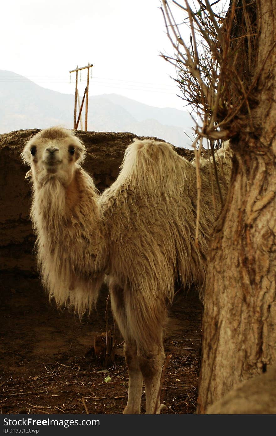 Camel like smile in Xinjiang, China. Camel like smile in Xinjiang, China