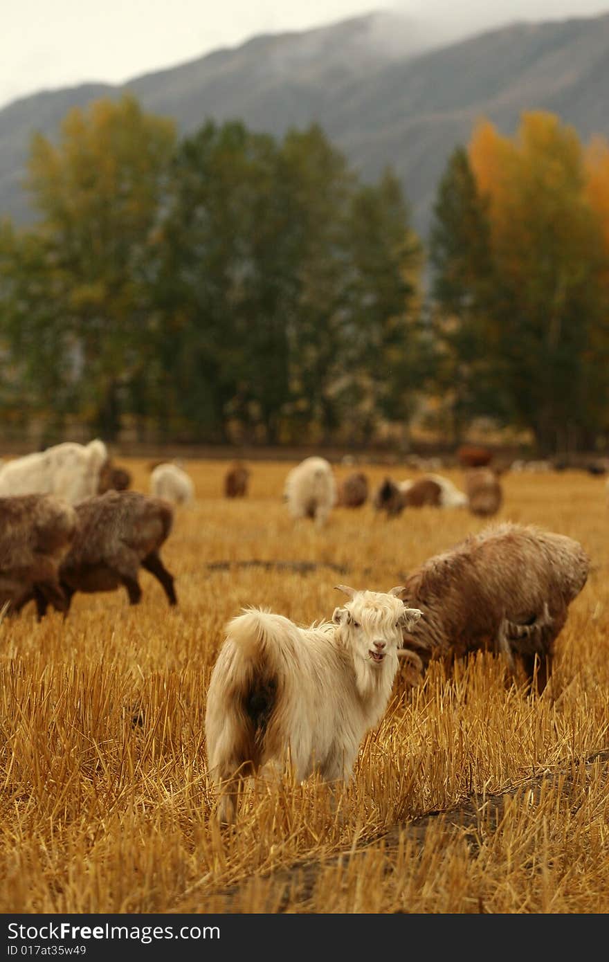 A field of golden yellow wheat with sheep and bulk. A field of golden yellow wheat with sheep and bulk.