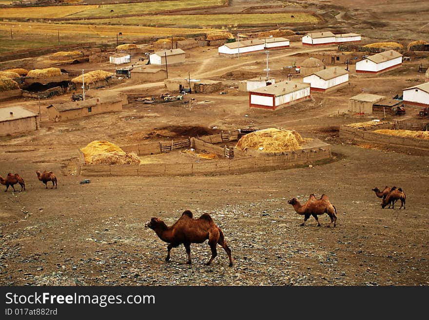 Camel in Autumn farm taken from Xinjiang, China. Camel in Autumn farm taken from Xinjiang, China