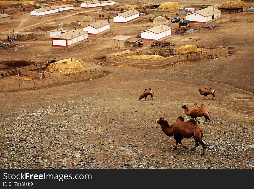 Camels in Autumn farm taken from Xinjiang, China. Camels in Autumn farm taken from Xinjiang, China