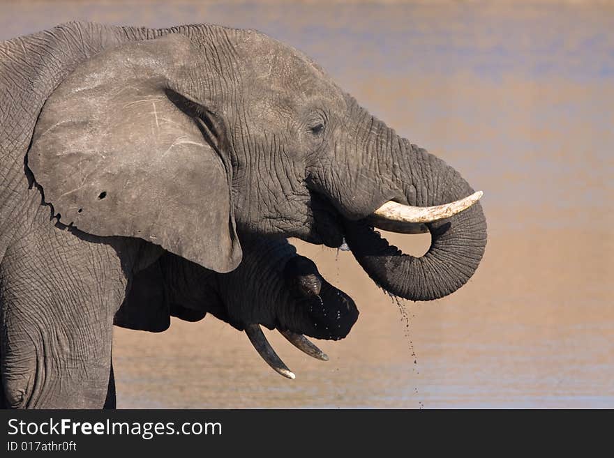 African Elephant drinking water in the Mpondo dam