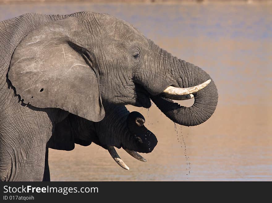 African Elephant drinking water in the Mpondo dam