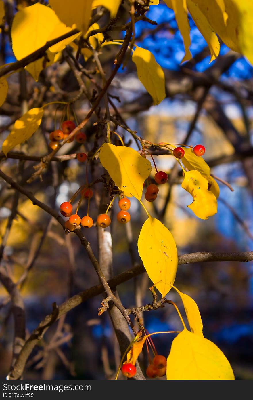 Beautiful autum leaves and berry