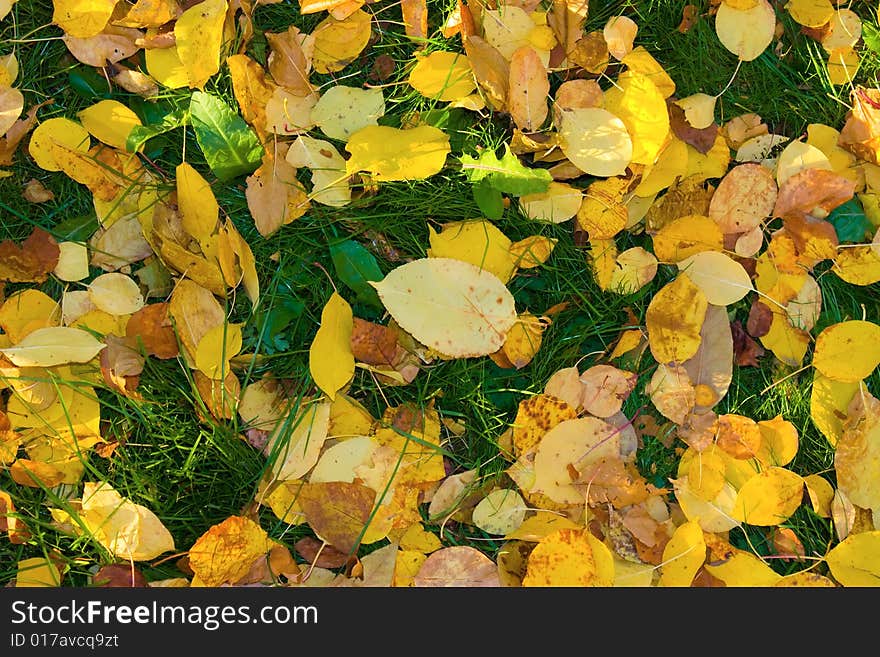 Autumn leaves on green grass to backrground