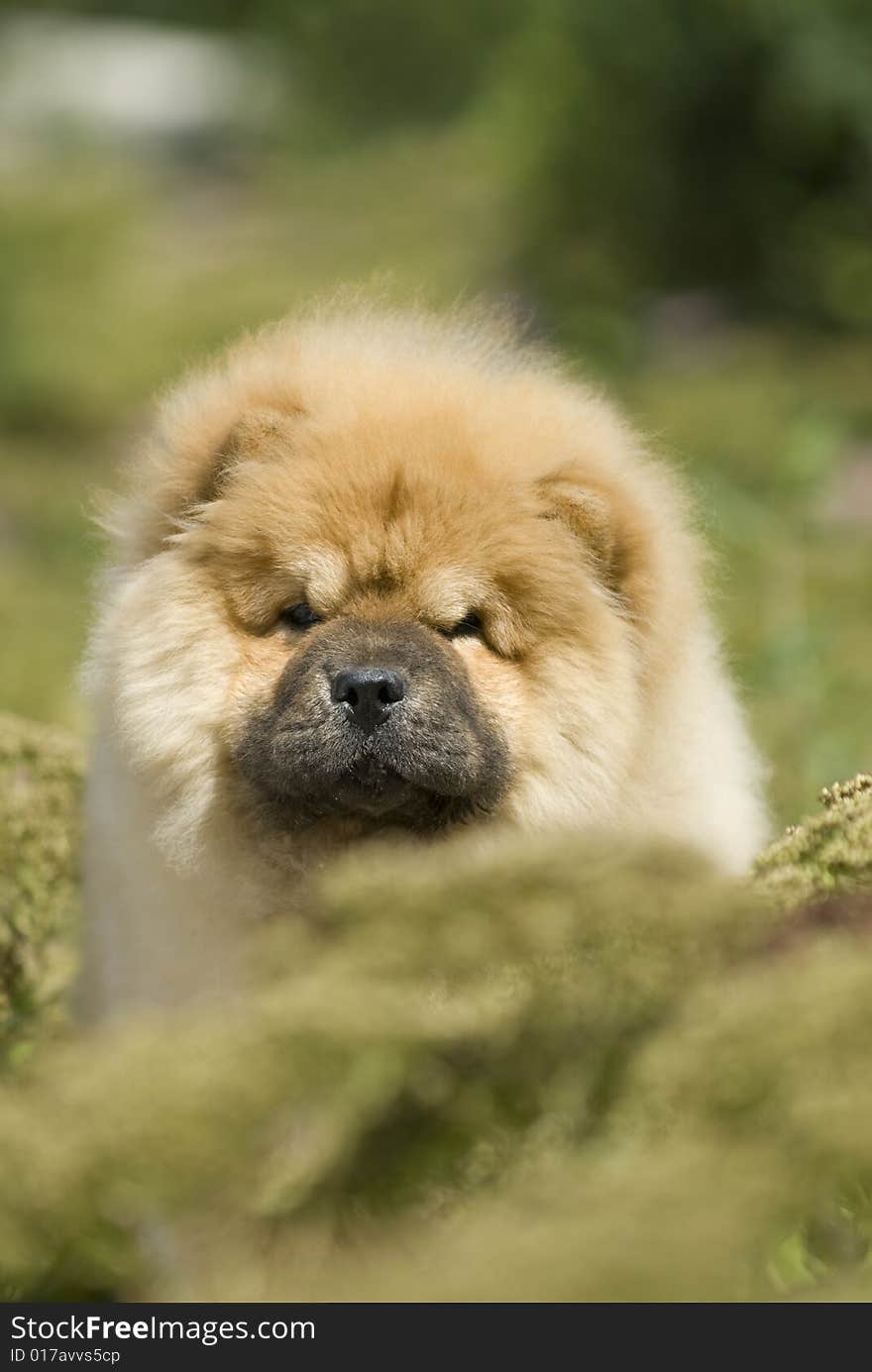 Chow Chow China hunts herds the work scenery grass in the summer the white decadent tree