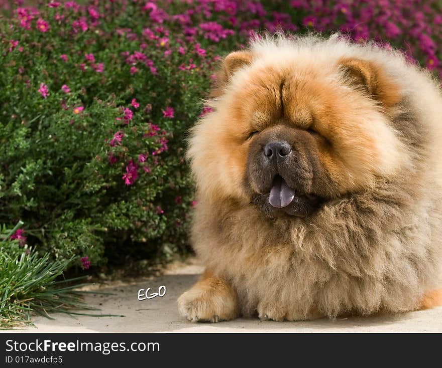 Chow Chow China hunts herds the work to fall face down the colored scenery