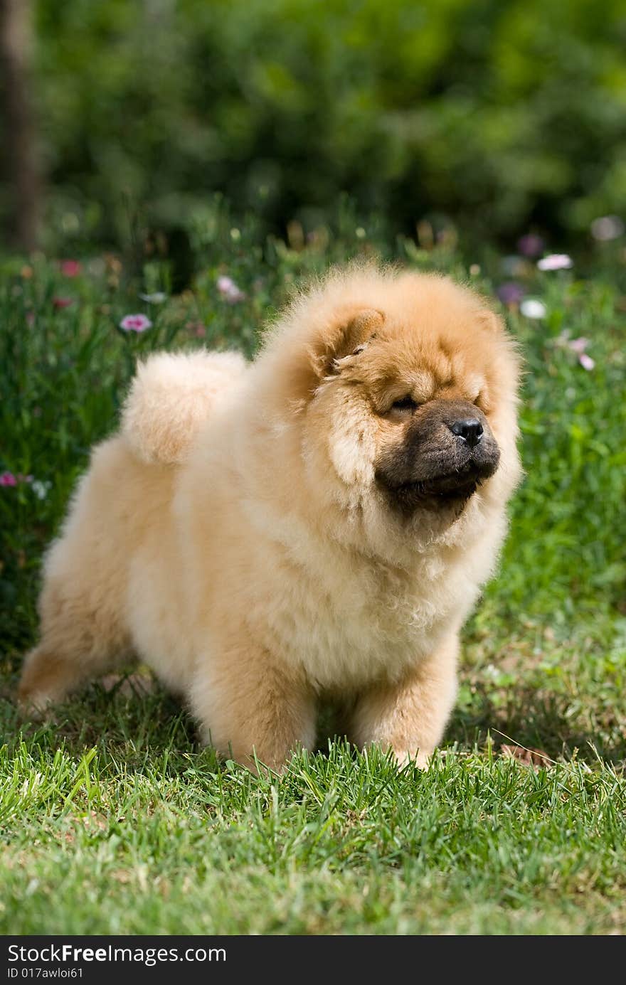 Chow Chow China hunts herds works the young dog grass scenery cream color to be colored