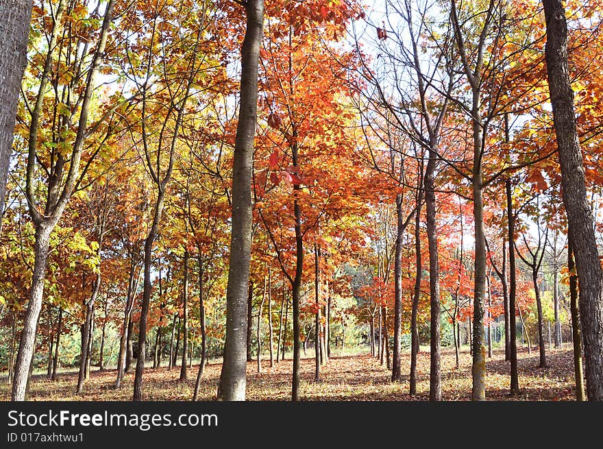 Autumn forest in piemeonte region  italy