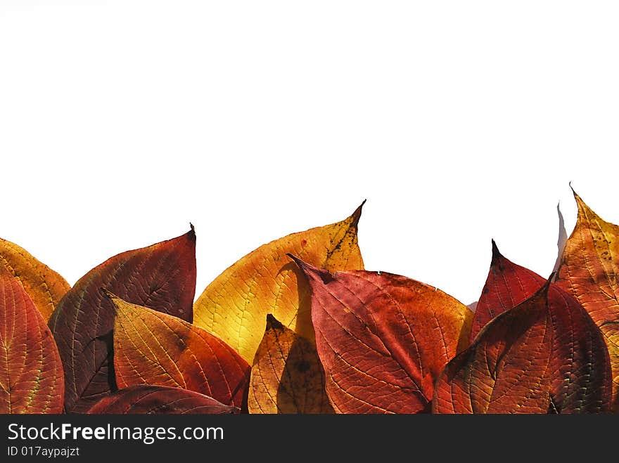 Isolated  purple leafs forming horizontal border on the white background. Isolated  purple leafs forming horizontal border on the white background