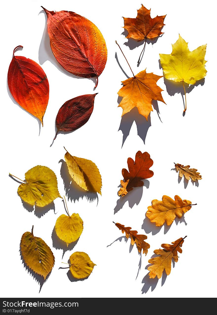 Isolated leafs of different trees on the white background. Isolated leafs of different trees on the white background