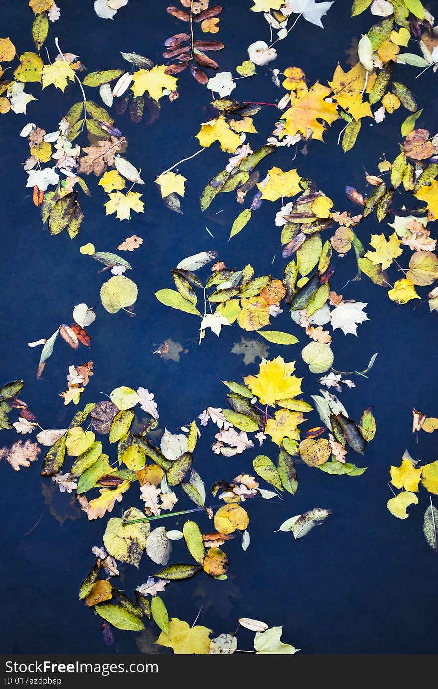 Multicolored autumn leaf on the dark water