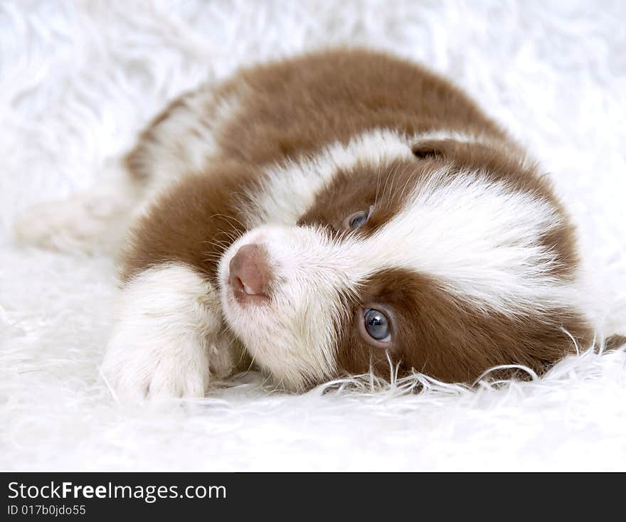 Border Collie dog doggy animal sad look quiet agility carpet intelligence quotient (IQ) sleep clever