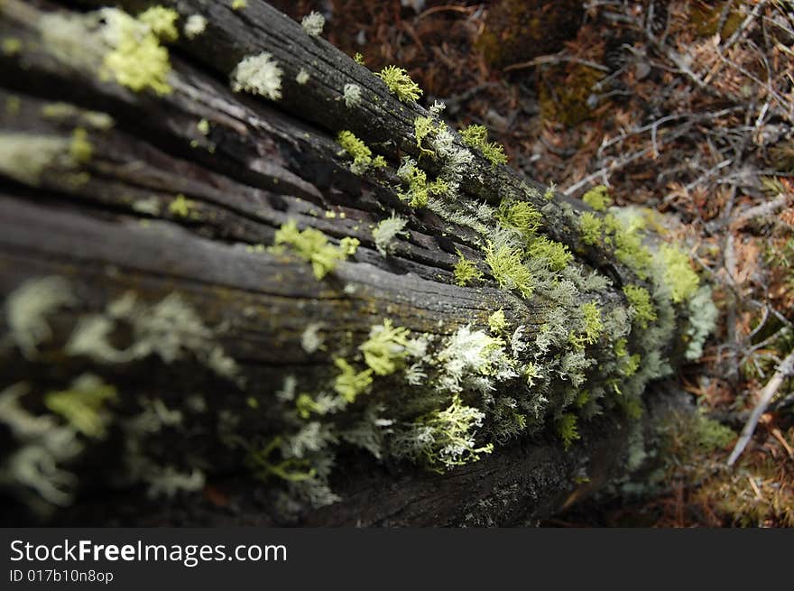 Moss on a tree trunk