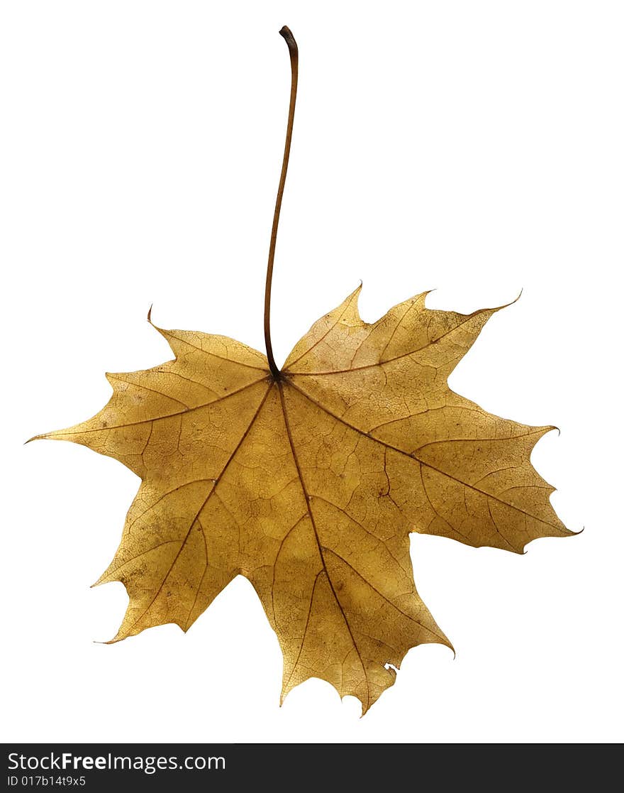 Yellow autumn maple leaf isolated on a white background