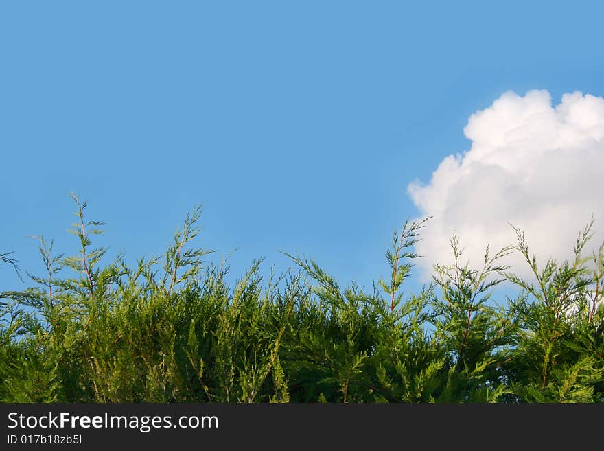 Background of cloudy blue sky and grass