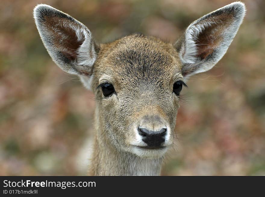 Fawn