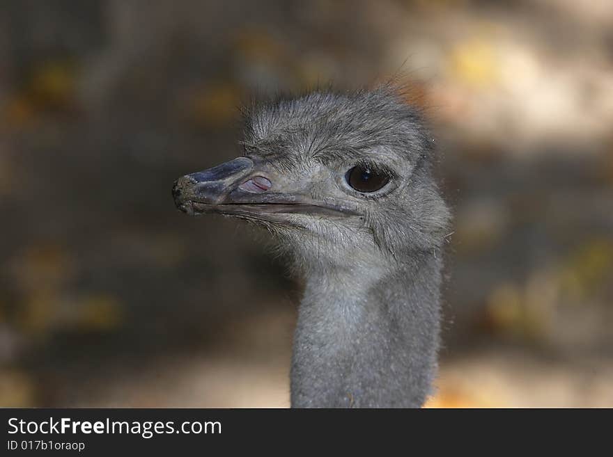 The head of an ostrich. The head of an ostrich